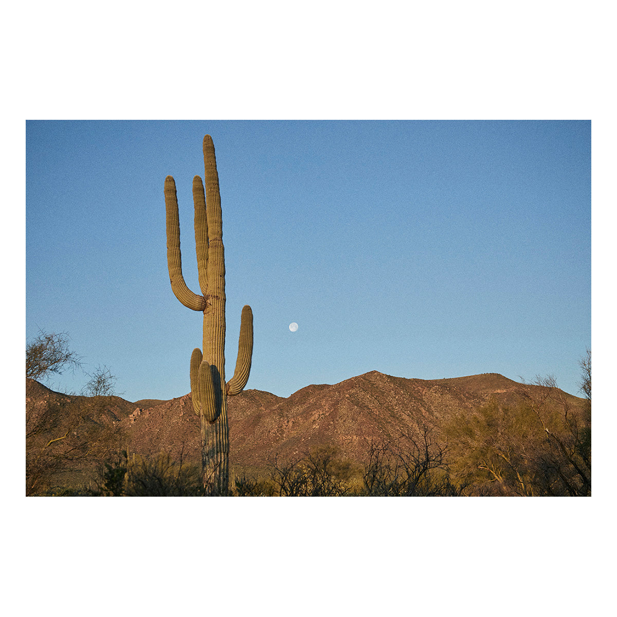 Moon Meets Cactus
