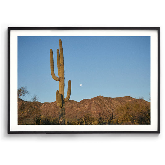 Moon Meets Cactus