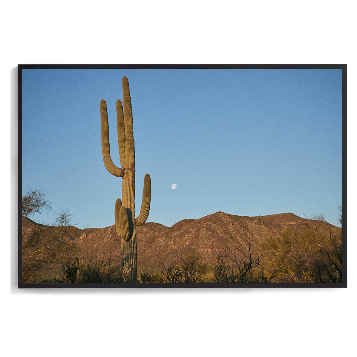 Moon Meets Cactus