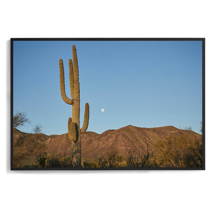 Moon Meets Cactus