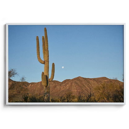 Moon Meets Cactus