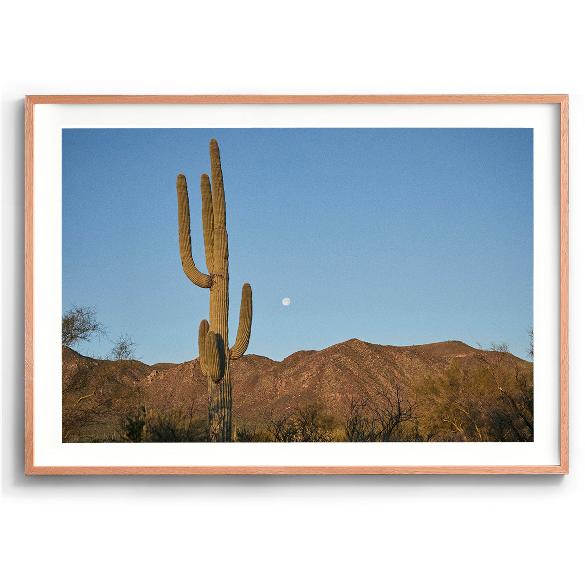 Moon Meets Cactus