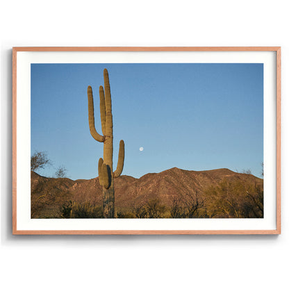 Moon Meets Cactus