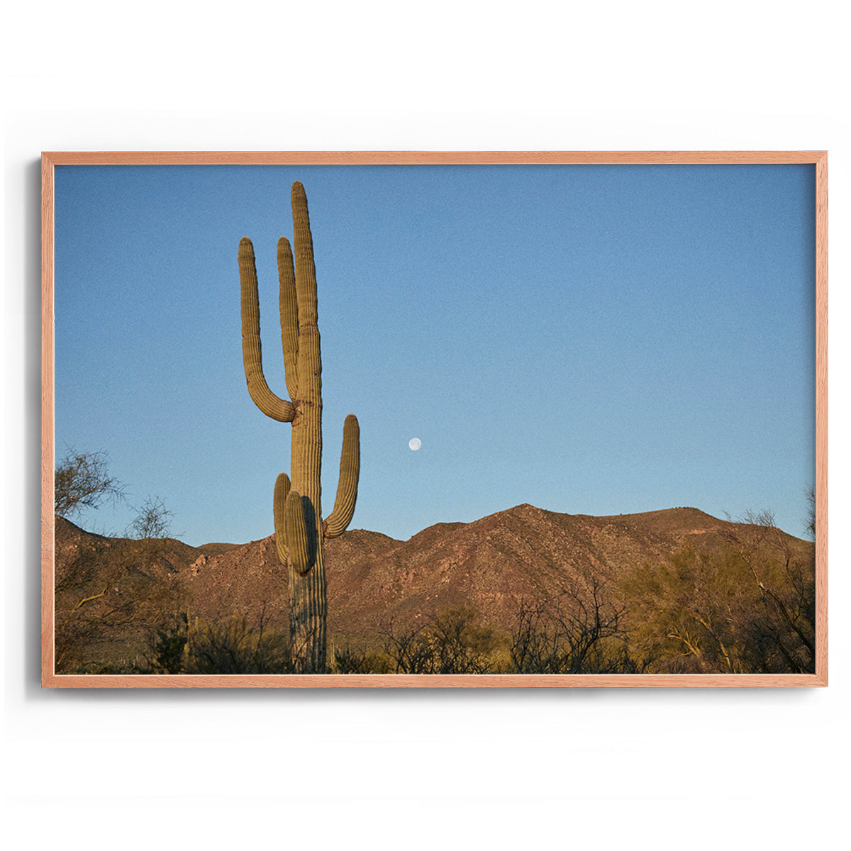 Moon Meets Cactus