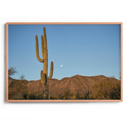 Moon Meets Cactus