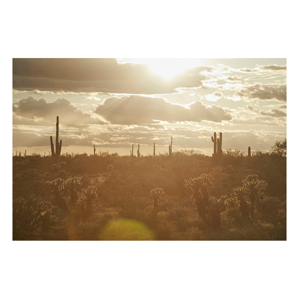 Saguaro Sunsets