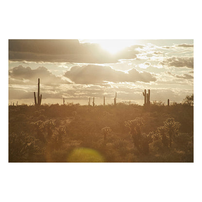 Saguaro Sunsets