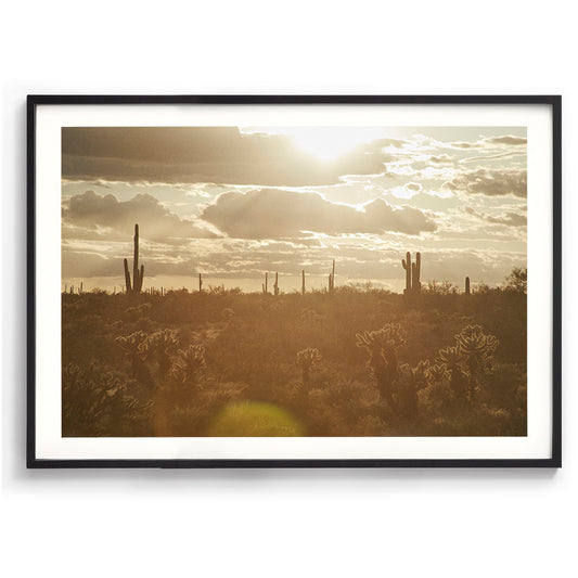 Saguaro Sunsets