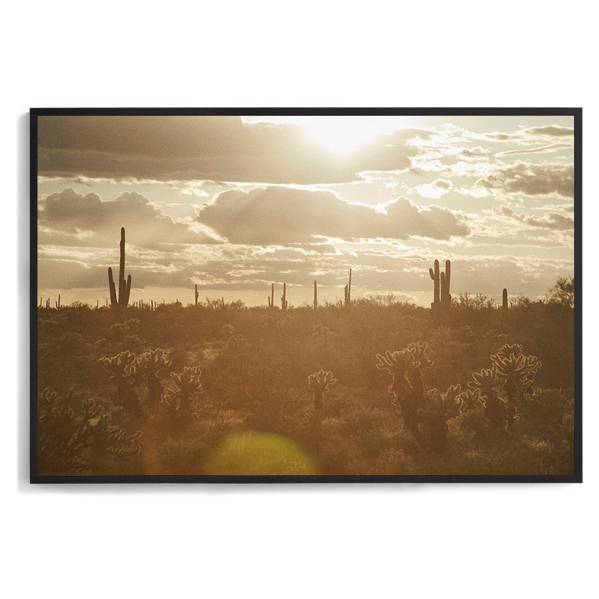 Saguaro Sunsets