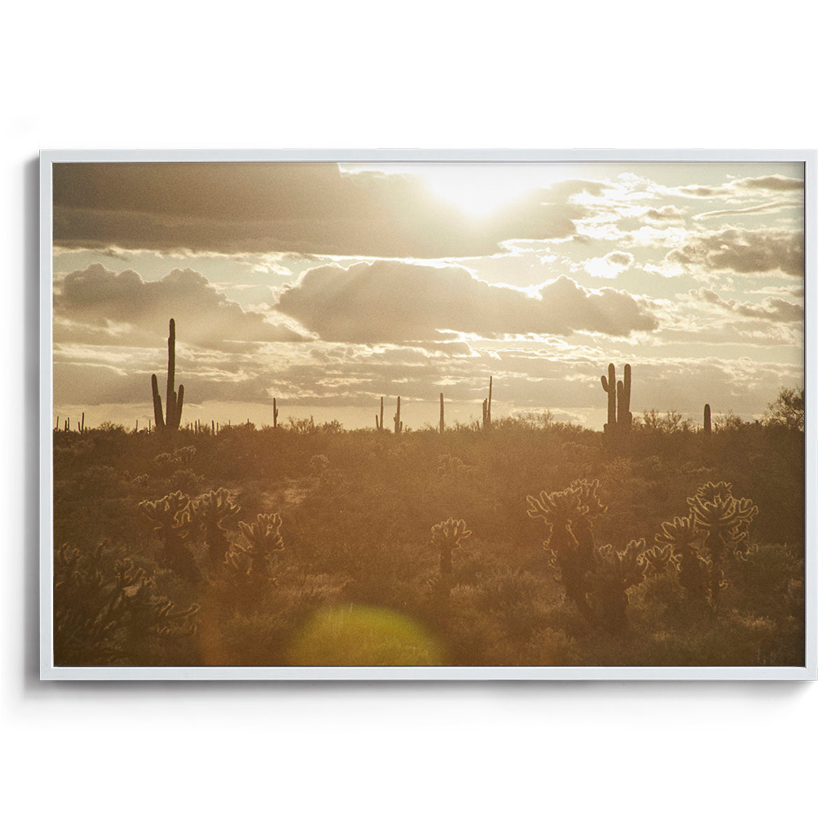 Saguaro Sunsets