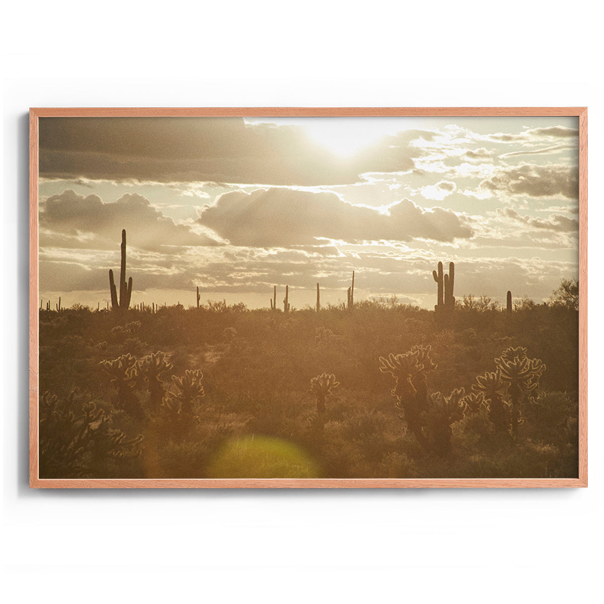 Saguaro Sunsets