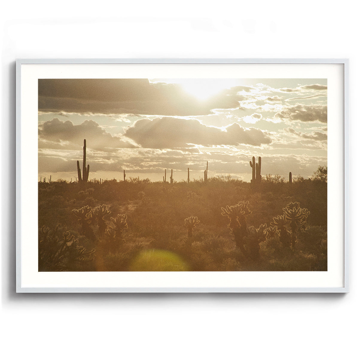 Saguaro Sunsets