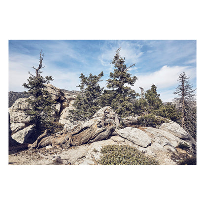 Idyllwild Pines
