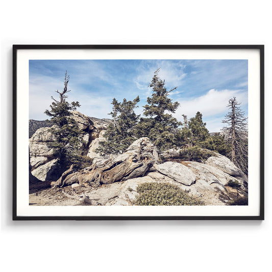 Idyllwild Pines
