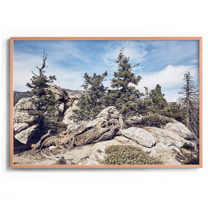Idyllwild Pines